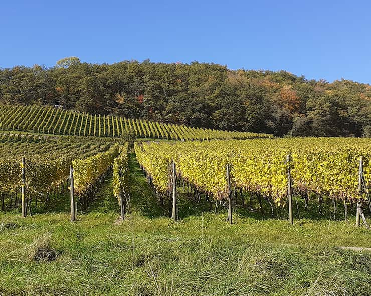 Heitersheim vineyards